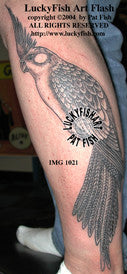 Cockatiel Tattoo Design 1